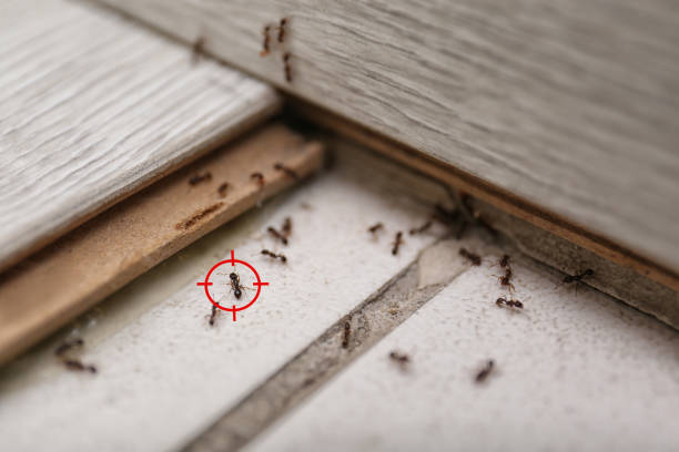 Best Exterminator Services  in Byesville, OH