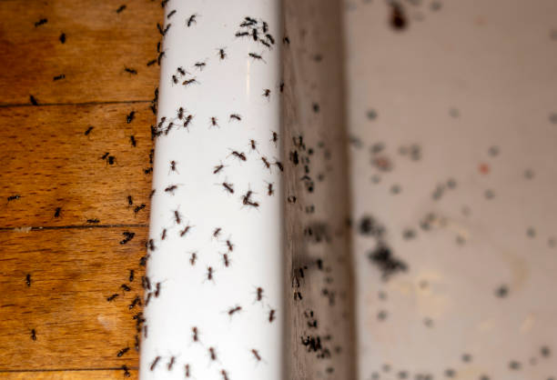 Best Mosquito Control Services  in Byesville, OH