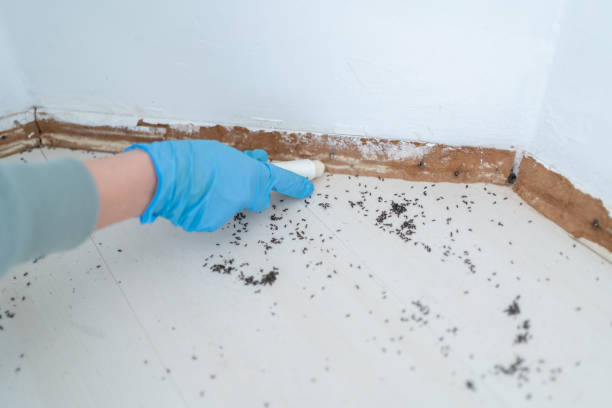 Best Rat Extermination Near Me  in Byesville, OH